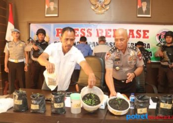 Kapolres Lingga AKBP Joko Adi Nugroho saat menjukkan bibit ganja yang berhasil diamankan