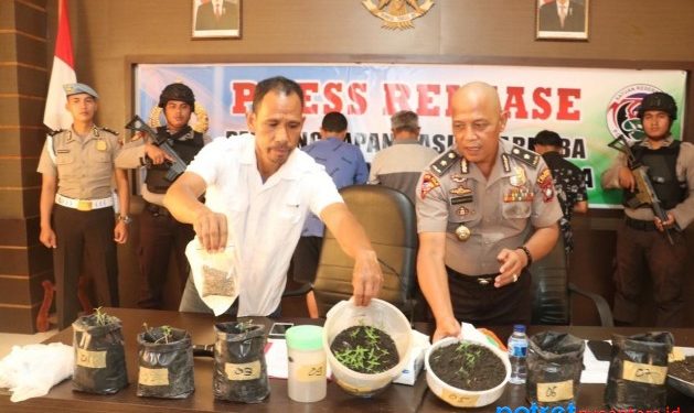 Kapolres Lingga AKBP Joko Adi Nugroho saat menjukkan bibit ganja yang berhasil diamankan