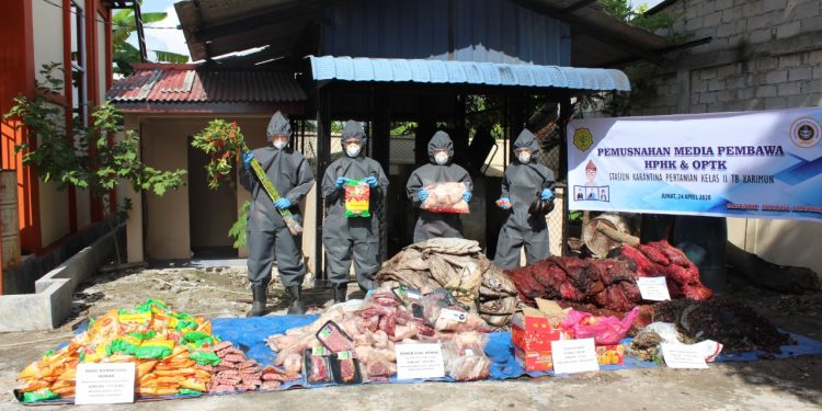 Karantina Pertanian Karimun Bertindak Tegas, Puluhan Komoditas Pertanian Tak Layak Konsumsi Dimusnahkan