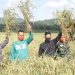 Hasil Panen Padi di Percetakan Sawah Desa Lanjut, Terus Meningkat