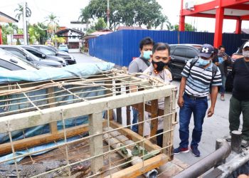 Diharapkan Bermanfaat, Kapolres Karimun Serahkan Buaya Liar Ke BKSDA Batam