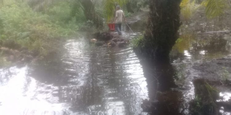 Sungai Soeraya Meluap, Petani Sawit Di Teluk Ambun Singkil Menjerit