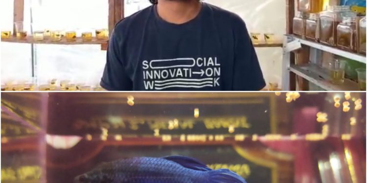 Ikan Cupang, Hobby  Baru Bagi Kaum Bapak Bapak Di Karimun