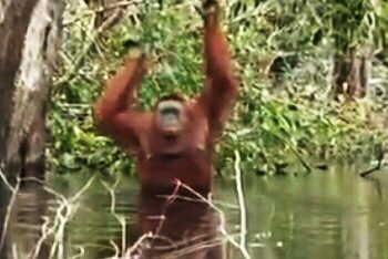 Rawa Singkil Surganya Orang Hutan