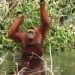 Rawa Singkil Surganya Orang Hutan