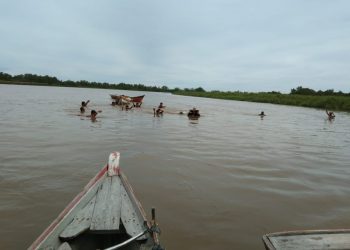 Jadi Makanan Favorit, Warga Singkil Mencari Lokan Di Sarang Buaya