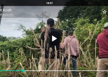 Jadi Primadona Pecinta Alam, Sazali: Rawa Singkil  Dijuluki Hutan Amazon Aceh