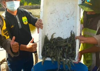 Ketua DPRD Lingga Panen Udang Vaname di Desa Resang