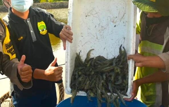 Ketua DPRD Lingga Panen Udang Vaname di Desa Resang