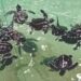 Pantai Teluk Nibung Pulau Banyak Surga Penyu Untuk Berkembang Biak