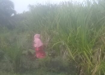 Kerajinan Tangan Dari Pandan Berduri Tingkatkan Ekonomi Warga Teluk Ambun Singkil