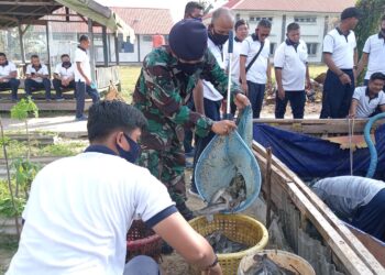 Pangkalan TNI AL Ranai Berhasil Panen Budidaya Ikan Lele