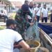 Pangkalan TNI AL Ranai Berhasil Panen Budidaya Ikan Lele