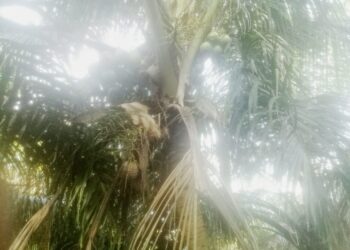 Kelapa Tua Langka Di Kabupaten Aceh Singkil, Ini Penyebabnya