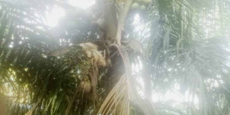 Kelapa Tua Langka Di Kabupaten Aceh Singkil, Ini Penyebabnya