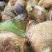 Jelang Ramadhan, Harga Kelapa Di Aceh Singkil Mulai Naik