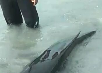 Lumba lumba Terdampar Di Laut Natuna Berhasil Di Selamatkan RAPALA Natuna