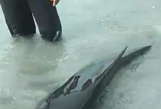 Lumba lumba Terdampar Di Laut Natuna Berhasil Di Selamatkan RAPALA Natuna