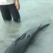 Lumba lumba Terdampar Di Laut Natuna Berhasil Di Selamatkan RAPALA Natuna