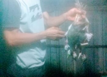 Ruwak Ruwak Jadi Santapan Baru Warga Aceh Singkil