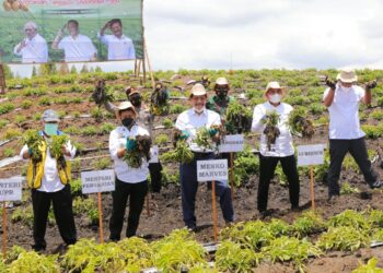 Panen Perdana di Food Estate Humbang Hasundutan, Menko Luhut: Hasilnya Sangat Baik