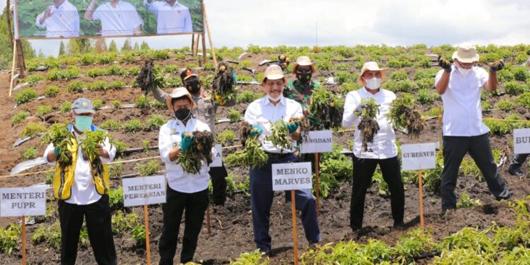 Panen Perdana di Food Estate Humbang Hasundutan, Menko Luhut: Hasilnya Sangat Baik