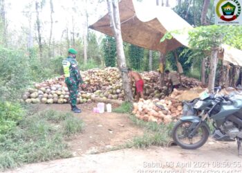 Harga Kopra Anjlok, Petani Kelapa Menjerit