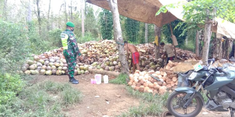 Harga Kopra Anjlok, Petani Kelapa Menjerit