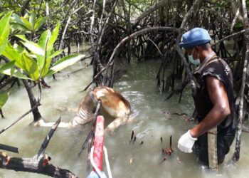 Nelayan Temukan Mayat di Perairan Pulau Karimun Anak Kabupaten Karimun