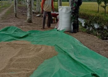 Disela Kegiatan TMMD, TNI Bantu Panen Padi Warga