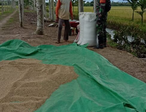 Disela Kegiatan TMMD, TNI Bantu Panen Padi Warga