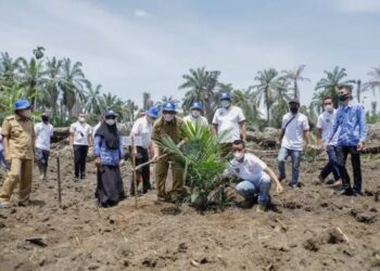 Bupati Asahan Hadiri Tanam Perdana Kemitraan Fasilitasi Pembangunan Kebun PT BSP Tbk Dengan Gapoktan Sinar Lestari