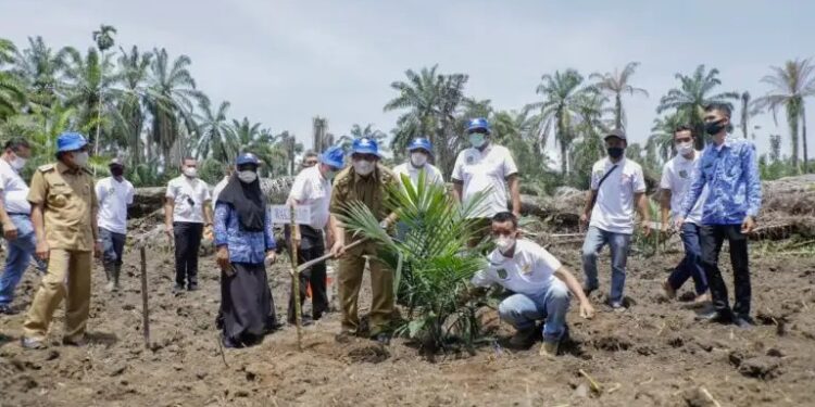 Bupati Asahan Hadiri Tanam Perdana Kemitraan Fasilitasi Pembangunan Kebun PT BSP Tbk Dengan Gapoktan Sinar Lestari