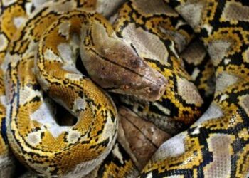 Ular Piton Masuk Rumah, Rumiyati Pemilik Rumah Histeris Ketakutan
