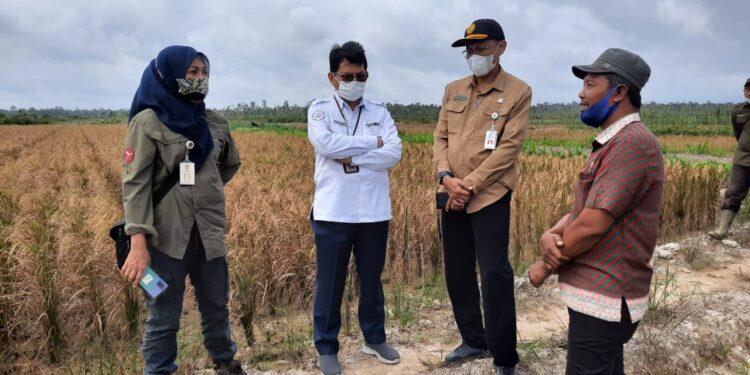 Tahun ini, Di Natuna Dibuka Pertanian Bawang 15 Ha Dan Cabe 25 Ha