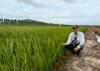 Kesulitan Pupuk Dan Air,  Padi Di Natuna Masih Gagal Panen