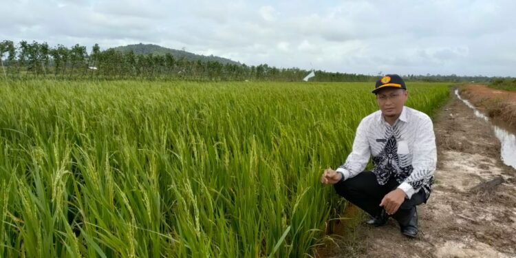 Kesulitan Pupuk Dan Air,  Padi Di Natuna Masih Gagal Panen