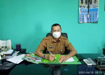 Tahun 2021, Kelapa Hibrida Komoditi Unggulan Dinas Pertanian Natuna