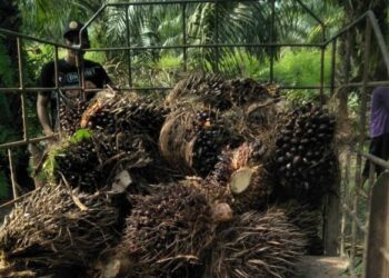 WS Diduga Lakukan Pembelian Lahan Secara Ilegal, 7 Ahli Waris Pertahankan Kebun Sawit