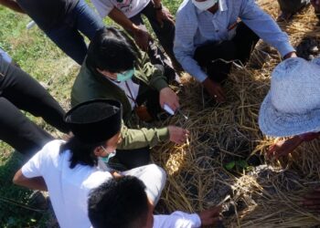 Kesulitan Irigasi, Petani Tembakau Di NTB Gunakan Es Balok