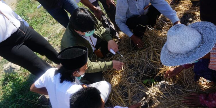 Kesulitan Irigasi, Petani Tembakau Di NTB Gunakan Es Balok