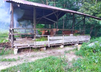 Jelang Idul Adha 2021/1442 H, ini harga hewan Kurban