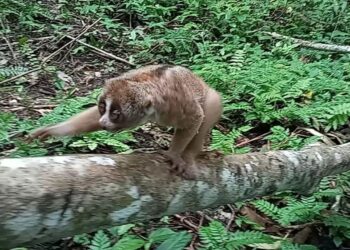 BKSDA Lepas Kukang Ke Habitatnya