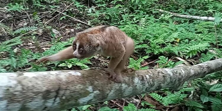 BKSDA Lepas Kukang Ke Habitatnya