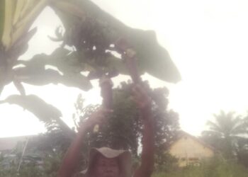 Batang Pisang Milik Pak Tomi Memiliki Dua Buah Tandan Dan Dua Jantung Pisang