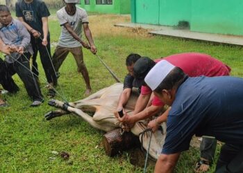 Hari Raya Idul Adha 1442 H, Kemenag Aceh Singkil Laksanakan Pemotongan Hewan Qurban