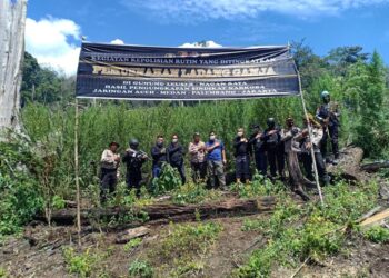 Polri Musnahkan 7 Haktare Ladang Ganja Di Gunung Lauser Dan Sita 592 Kg Ganja Kering