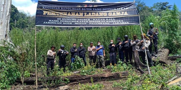 Polri Musnahkan 7 Haktare Ladang Ganja Di Gunung Lauser Dan Sita 592 Kg Ganja Kering