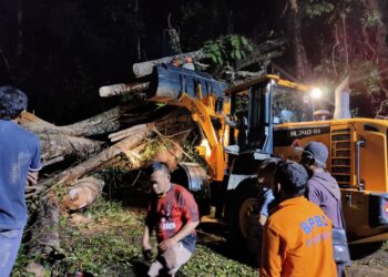 Angin Kencang Picu Pohon Tumbang, Dua Warga Meninggal Dunia