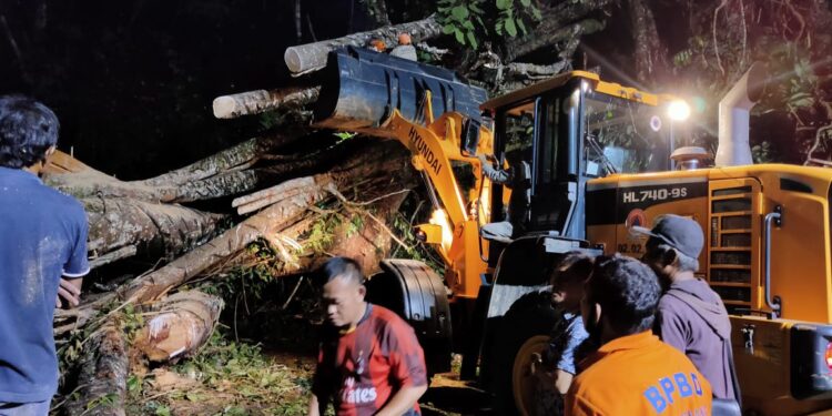 Angin Kencang Picu Pohon Tumbang, Dua Warga Meninggal Dunia
